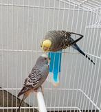 Paire de perruche avec cage et accessoires, Plusieurs animaux, Perruche, Bagué