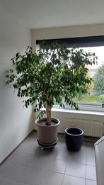 ficus benjamina 1.80m, Ophalen, Ficus