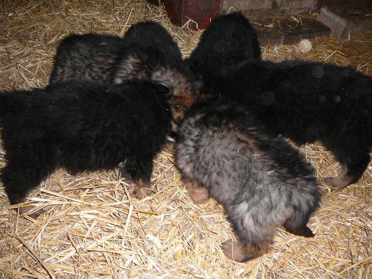 PUPS lang harige Duitse herders, Animaux & Accessoires, Chiens | Bergers & Bouviers, Plusieurs animaux, Berger, Éleveur | Loisir