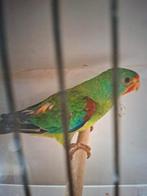 Swift parkiet, Dieren en Toebehoren, Mannelijk, Parkiet, Geringd