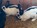Mooie raszuivere Vlinders, Dieren en Toebehoren, Konijnen, Meerdere dieren, Groot