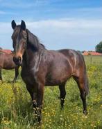 Jument de sport 20 ans, Jument, L