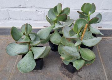 Varkensoor vetplantjes of succulenten van +/- 20 cm hoog