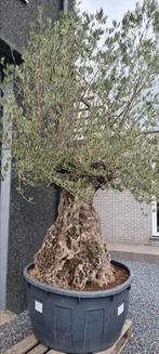 Olijfboom Olea Europaea Bonsai, Ophalen, Olijfboom