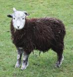 jonge Herdwickram, Mouton, Mâle, 0 à 2 ans