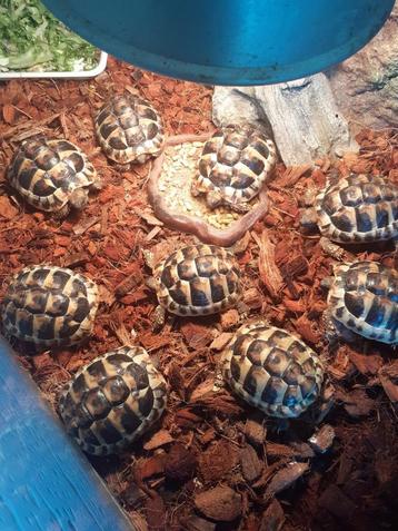Nakweek Griekse landschildpad beschikbaar voor biedingen