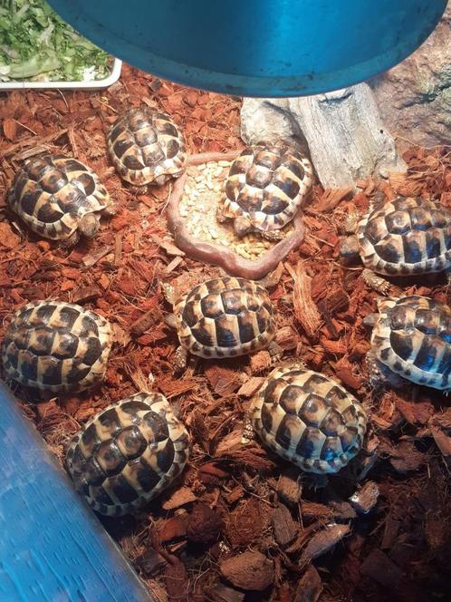 Nakweek Griekse landschildpad geserveerd, Dieren en Toebehoren, Reptielen en Amfibieën, Schildpad, 0 tot 2 jaar, Tam