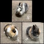 Dwergkonijntje leeuwenkopje