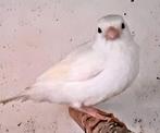 Te Koop Kanarie, Dieren en Toebehoren, Meerdere dieren, Kleurkanarie