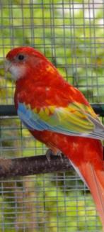 Zoek: rosella golden rosellas