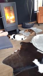 kachel, Huis en Inrichting, Kachels, Ophalen, Hout, Vrijstaand, Houtkachel