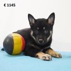 X Schipperke/Shiba Inu - Chiots belges à vendre, Animaux & Accessoires, Commerçant, Chien (mâle), Autres races, Belgique