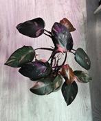 Philodendron pink princess, Enlèvement