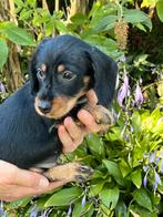 Mooie ruwharige dwerg teckel pups particulier, Dieren en Toebehoren, Honden | Teckels en Dashonden, België, Particulier, 8 tot 15 weken