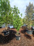 Liquidambar styraciflua, Ophalen, Halfschaduw
