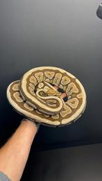 0.1 mojave spotnose het desertghost, Dieren en Toebehoren, Reptielen en Amfibieën, Slang, Tam, 3 tot 6 jaar