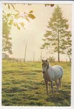 PAARD   1, Collections, Cartes postales | Animaux, Non affranchie, Cheval, Envoi