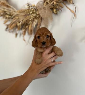 Mooie cockapoo pups ( donker abrikoos) beschikbaar voor biedingen