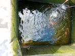 shubunkin, Dieren en Toebehoren