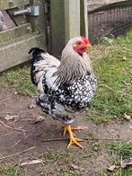 Wyandotte kriel haantje 2025, Dieren en Toebehoren, Pluimvee