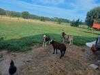 Baggerbonte schaapen ramen, Schaap
