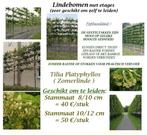 TILLEUL À GUIDER, TAILLE 10/12 = 50€/pc, TILIA PLATYPHYLLOS, Espalier, Plein soleil, Enlèvement, Été