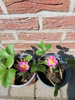 aardbei met roze bloei, Vaste plant, Ophalen