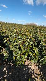 Prunus lusitanica ‘Angustifolia’ portugese laurier | haag, Tuin en Terras, Planten | Struiken en Hagen, Ophalen of Verzenden, Laurier