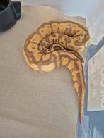 3 ball python 2 vrouwe 1 man te ruil of te koop, Dieren en Toebehoren