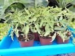 Tomatenplanten pyros 15st., Jardin & Terrasse, Plantes | Jardin, Enlèvement