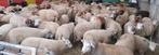 Moutons pour la Fête - Nouvel arrivage!, Dieren en Toebehoren, Schapen, Geiten en Varkens, Schaap, Meerdere dieren