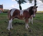 Shetland hengst veulens, Dieren en Toebehoren, 0 tot 2 jaar, Hengst, A pony (tot 1.17m), Onbeleerd