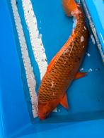 65 cm matsuba koi, Karper of Koi