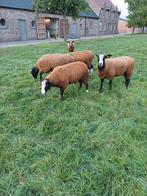 Dekrammen, Dieren en Toebehoren, Schapen, Geiten en Varkens