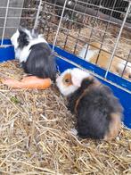 2 jonge beertjes