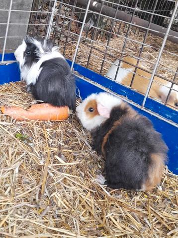 2 jonge beertjes  beschikbaar voor biedingen