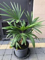 trachycarpus fortinei winterhard, Ophalen, Vaste plant, Overige soorten