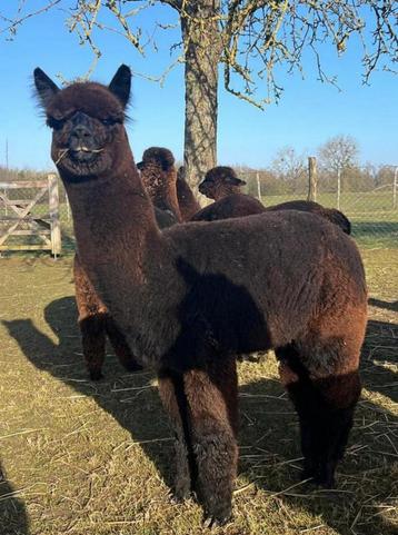 Zwart alpaca merrie veulen beschikbaar voor biedingen