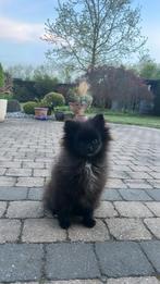 Pomeriaan te koop, Dieren en Toebehoren, Honden-accessoires, Ophalen