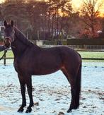 Knappe merrie (Gereserveerd), Dieren en Toebehoren, Paarden, Merrie, Minder dan 160 cm, Gechipt, Zadelmak