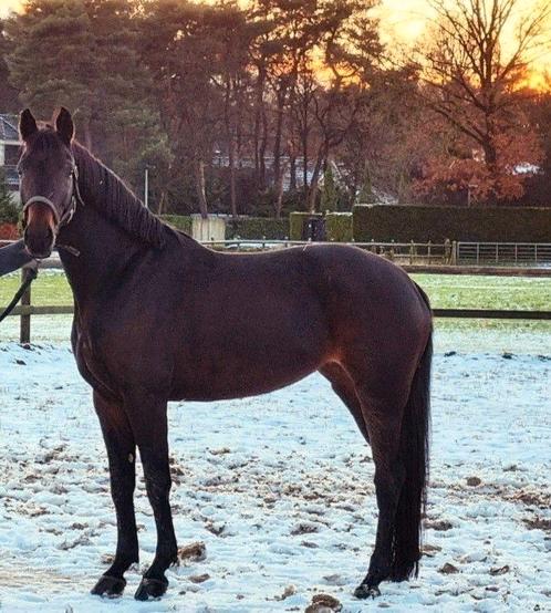 Knappe merrie (Gereserveerd), Dieren en Toebehoren, Paarden, Merrie, Zadelmak, Minder dan 160 cm, 7 tot 10 jaar, Recreatiepaard