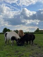 3 lieve Shetlanders (1 hengste 3j, 2 merrietjes 8 en 10j), Dieren en Toebehoren, Pony's