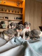 Eenmalig een nestje puppy's, Dieren en Toebehoren, België, Particulier, Jack Russell Terriër, Reu