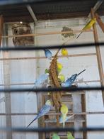 Jonge grasparkieten, Dieren en Toebehoren, Meerdere dieren, Parkiet