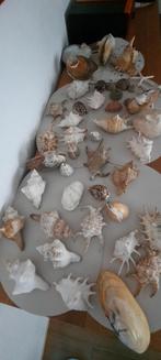 Zeeschelpen, Verzamelen, Ophalen