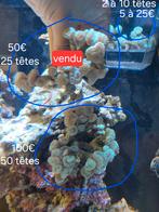 Bouture coraux caulastrea, Enlèvement