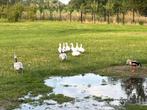 Witte Hollandse Kwakers, Dieren en Toebehoren, Eend