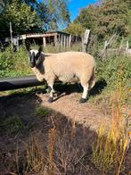 Zware kerry hill bok te koop, Mannelijk, Schaap, 0 tot 2 jaar