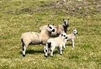 Schapen met lammetjes te koop, Animaux & Accessoires, Moutons, Chèvres & Cochons, Mouton, Femelle, 0 à 2 ans
