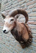 Opgezette kop moeflon taxidermy opgezet jacht schedel gewei, Verzamelen, Dierenverzamelingen, Ophalen, Wild dier, Gewei of Kop